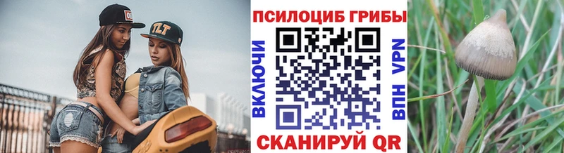 Галлюциногенные грибы Psilocybe  shop какой сайт  Кунгур 